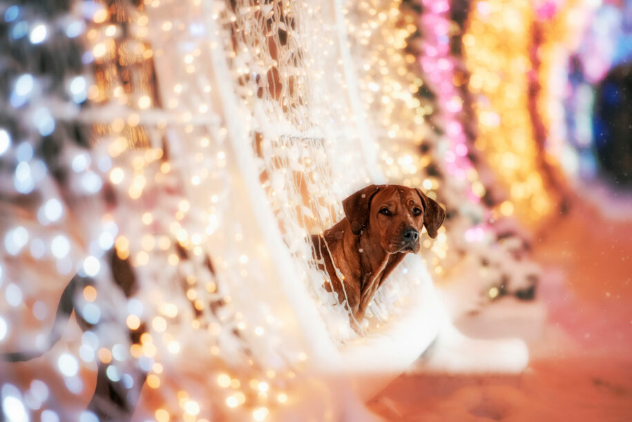 ¡Celebra unas Navidades Inolvidables en Málaga!